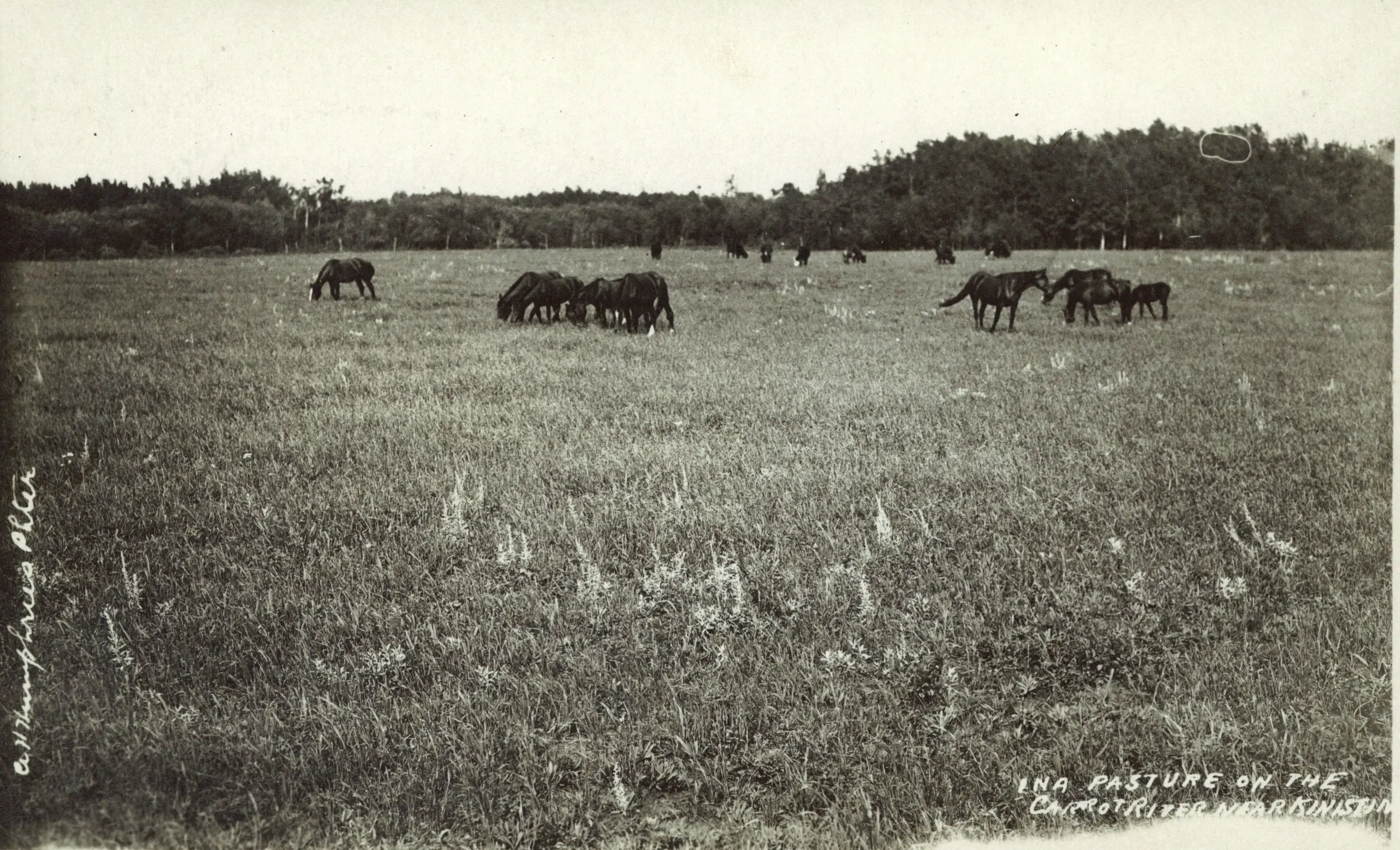 Horses grazing in a pasture on the Carrot River near Kinistino
